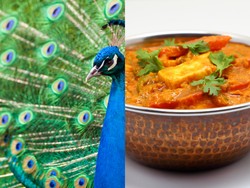 YouTuber India Ditahan Gegara Masak Kari Burung Merak