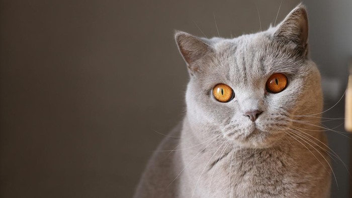 Ilustrasi Kucing Ilustrasi kucing