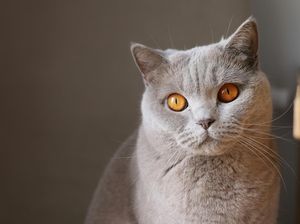 Kucing Vs Ular, Siapa yang Menang? Kucing Vs Ular, Siapa yang Menang?