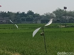 Kreatif! Petani Ngabeyan Klaten Bikin Kincir Pengusir Tikus dan Burung