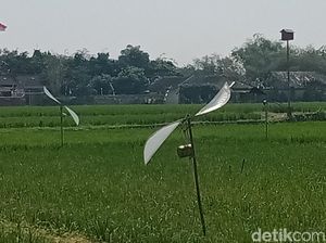 Kreatif! Petani Ngabeyan Klaten Bikin Kincir Pengusir Tikus dan Burung Kreatif! Petani Ngabeyan Klaten Bikin Kincir Pengusir Tikus dan Burung
