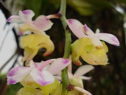 Peneliti BRIN Temukan Spesies Anggrek Baru: Terindah Namun Berstatus Kritis