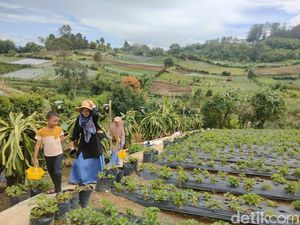 Agroeduwisata di Desa Sempajaya, Bisa Petik Buah Stroberi Sendiri Agroeduwisata di Desa Sempajaya, Bisa Petik Buah Stroberi Sendiri