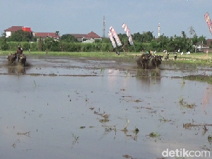 Seru! Tradisi Karapan Kerbau Sambut Musim Tanam dan HUT RI di Lumajang Seru! Tradisi Karapan Kerbau Sambut Musim Tanam dan HUT RI di Lumajang