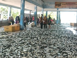 Senyum Manis Nelayan Pangandaran Kala Tangkapan Ikan Melimpah