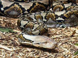 Teriakan Terakhir Pria di Konsel Sebelum Tewas Dililit Ular Piton di Hutan Teriakan Terakhir Pria di Konsel Sebelum Tewas Dililit Ular Piton di Hutan