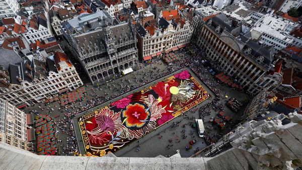 Karpet Bunga Raksasa Hiasi Alun-alun Bersejarah Brussels
