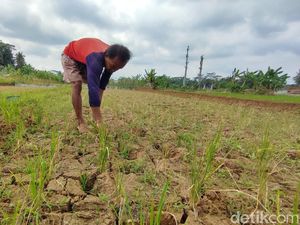 Kegalauan Petani Ciamis, Sawah Kekeringan Terancam Gagal Panen Kegalauan Petani Ciamis, Sawah Kekeringan Terancam Gagal Panen