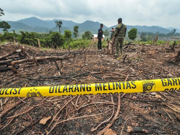 Lahan di Taman Nasional Bukit Tigapuluh Jambi Jadi Ladang Sawit Ilegal