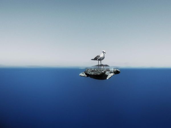 Karya Mencengangkan Finalis Ocean Photographer of The Year 2024