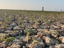 Pasrah Petani Indramayu gegara Sawah Mengering