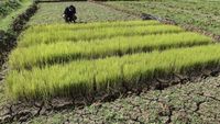 Potret Sawah Kering Kerontang Akibat Kemarau di Ciamis