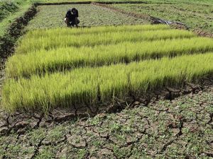 Potret Sawah Kering Kerontang Akibat Kemarau di Ciamis Potret Sawah Kering Kerontang Akibat Kemarau di Ciamis