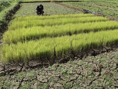 Potret Sawah Kering Kerontang Akibat Kemarau di Ciamis