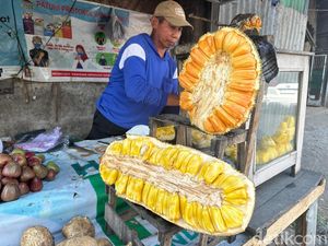 Berkah Buah Nangka yang Antarkan Anak Slamet Raih Gelar Sarjana Berkah Buah Nangka yang Antarkan Anak Slamet Raih Gelar Sarjana