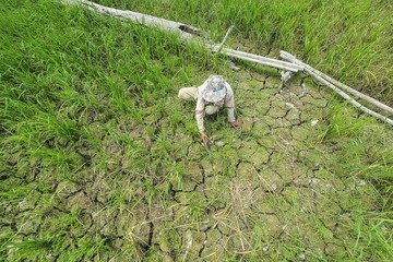 10 Ribu Hektare Sawah di Jambi Kering Kerontang