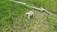 10 Ribu Hektare Sawah di Jambi Kering Kerontang
