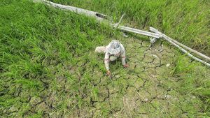 10 Ribu Hektare Sawah di Jambi Kering Kerontang