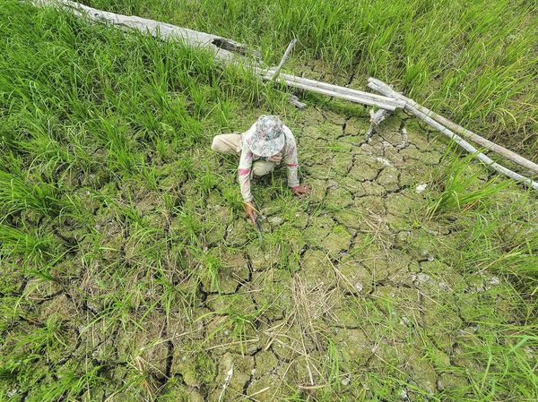 10 Ribu Hektare Sawah di Jambi Kering Kerontang
