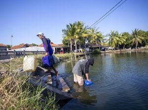 Air Kolam Jadi Andalan Warga Indramayu Saat Musim Kemarau