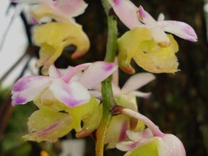 BRIN Publikasikan Spesies Baru, Anggrek Kuku Macan