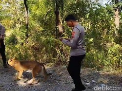 Misteri Mayat Wanita di Brebes Tinggal Separuh, Perut ke Bawah Hilang