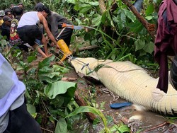 Kematian Tragis Wanita di Maluku Usai Diterkam Buaya 4 Meter