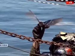 Drone Canggih Milik China Berbentuk Burung