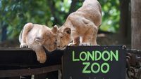 Intip Pendataan Tahunan Satwa di Kebun Binatang London