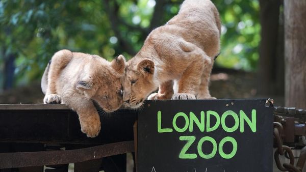 Intip Pendataan Tahunan Satwa di Kebun Binatang London