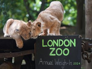 Intip Pendataan Tahunan Satwa di Kebun Binatang London