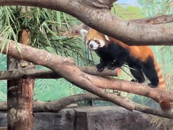 Tingkah Gemas Red Panda Asal Jepang Kini Ada di Batu Secret Zoo
