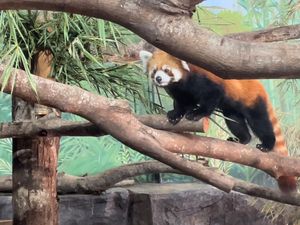 Tingkah Gemas Red Panda Asal Jepang Kini Ada di Batu Secret Zoo Tingkah Gemas Red Panda Asal Jepang Kini Ada di Batu Secret Zoo