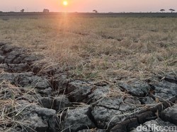 Kekeringan Meluas, Produksi Padi di Indramayu Dipastikan Anjlok
