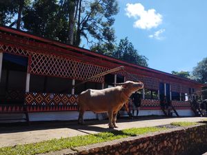 Kerbau Belang Toraja Masuk Daftar Kekayaan Intelektual Komunal Kerbau Belang Toraja Masuk Daftar Kekayaan Intelektual Komunal