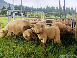 Domba Menggemaskan Khas Batur Ini Akan Fashion Show di Dieng Culture Festival Domba Menggemaskan Khas Batur Ini Akan Fashion Show di Dieng Culture Festival