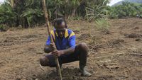 Seperti Ini Proses Tanam Sagu di Papua