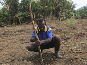 Seperti Ini Proses Tanam Sagu di Papua