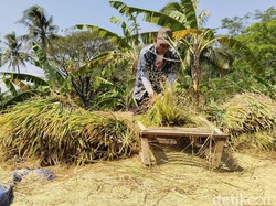 Dampak Kekeringan, Petani Kuningan Terpaksa Panen Padi Lebih Awal