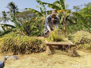 Dampak Kekeringan, Petani Kuningan Terpaksa Panen Padi Lebih Awal Dampak Kekeringan, Petani Kuningan Terpaksa Panen Padi Lebih Awal