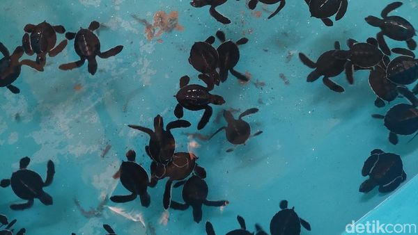 Foto: Melihat Penangkaran Penyu di Bali Utara