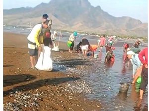 Fenomena Ribuan Ikan Terdampar di Pantai Situbondo, Ini Faktanya Fenomena Ribuan Ikan Terdampar di Pantai Situbondo, Ini Faktanya