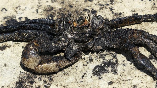 Satwa Laut Jadi Korban Bocornya Kilang Minyak di Venezuela