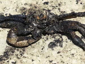 Satwa Laut Jadi Korban Bocornya Kilang Minyak di Venezuela Satwa Laut Jadi Korban Bocornya Kilang Minyak di Venezuela