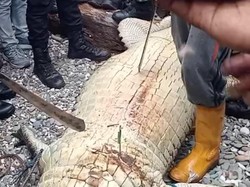 Detik-detik Buaya 4 Meter Didor-Dibelah Usai Mangsa Wanita di Maluku