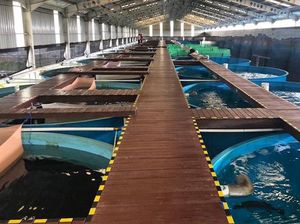 RI Akhirnya Budi Daya Ikan Sidat, Siap Bidik Pasar Ekspor