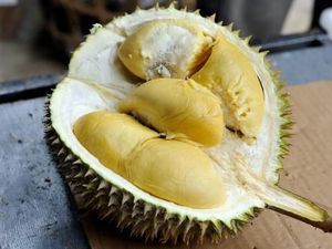 Ini 5 Durian Unggulan Jawa Tengah yang Manis dan Wangi