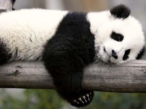 AS-China Baik-baik Saja, 2 Panda Baru Akan Dirawat Bonbin Washington AS-China Baik-baik Saja, 2 Panda Baru Akan Dirawat Bonbin Washington