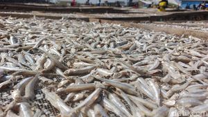 Renyahnya Ikan Asin Teri Asal Pantai Baro Cirebon