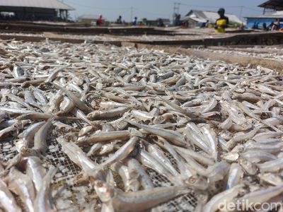 Renyahnya Ikan Asin Teri Asal Pantai Baro Cirebon
